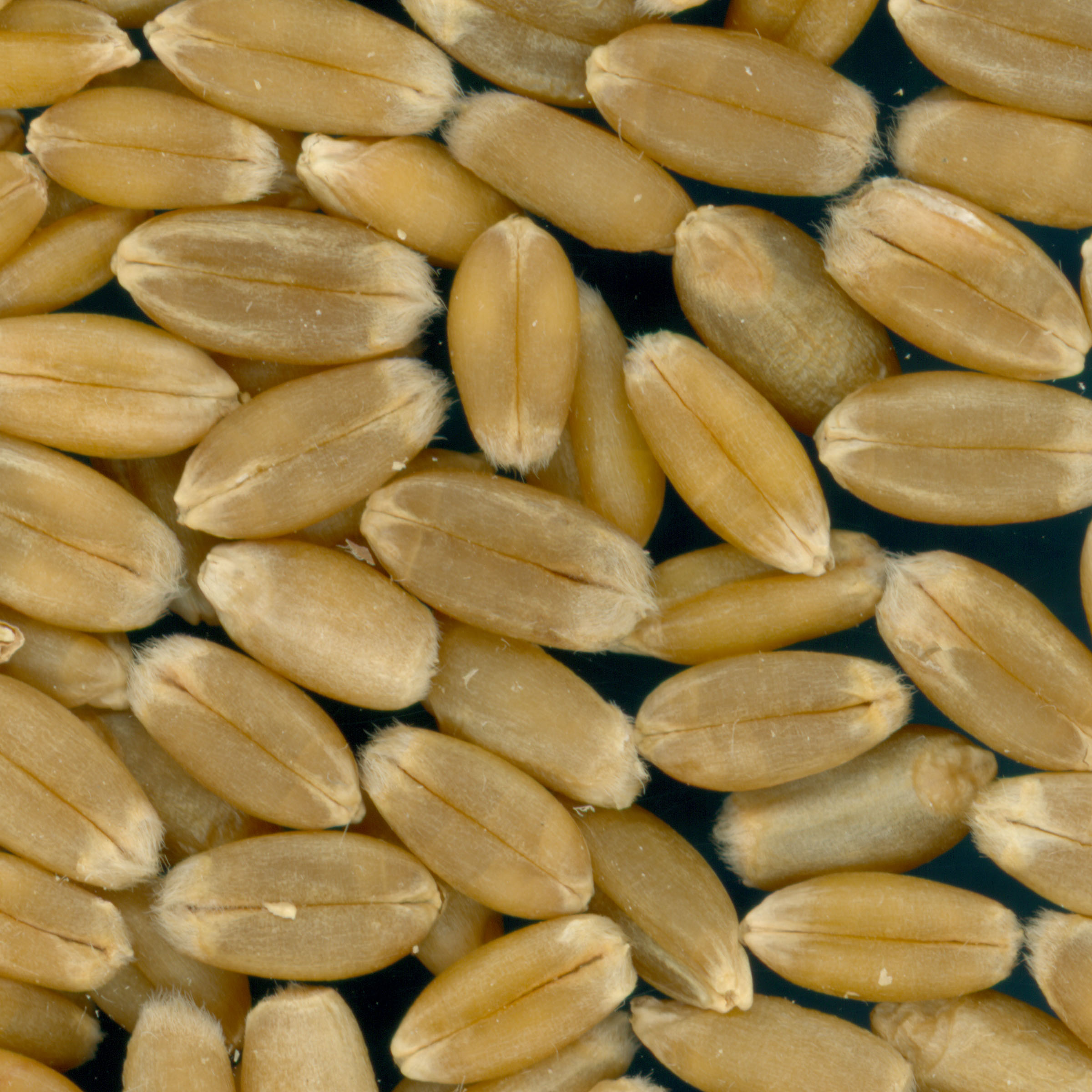 Click for 2 image(s) for this accession. KERNELS